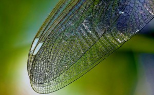 dragonfly-wing-615240_1280