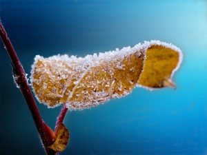 frosted-204921_1280