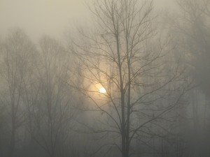 fog-448384_1280